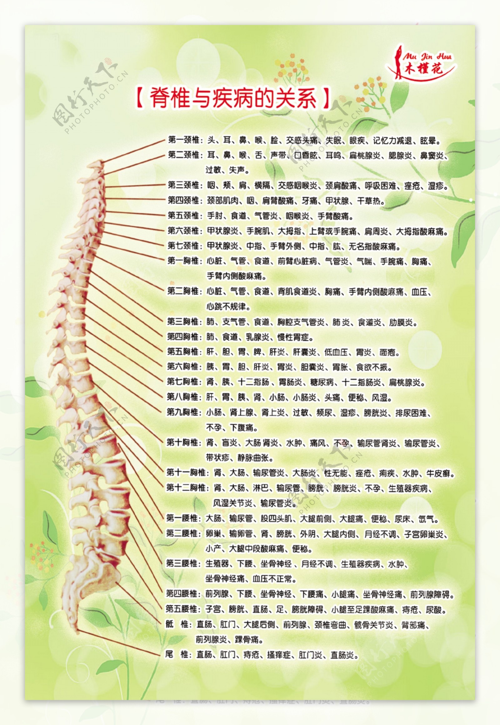 木槿花脊椎及治疗图片