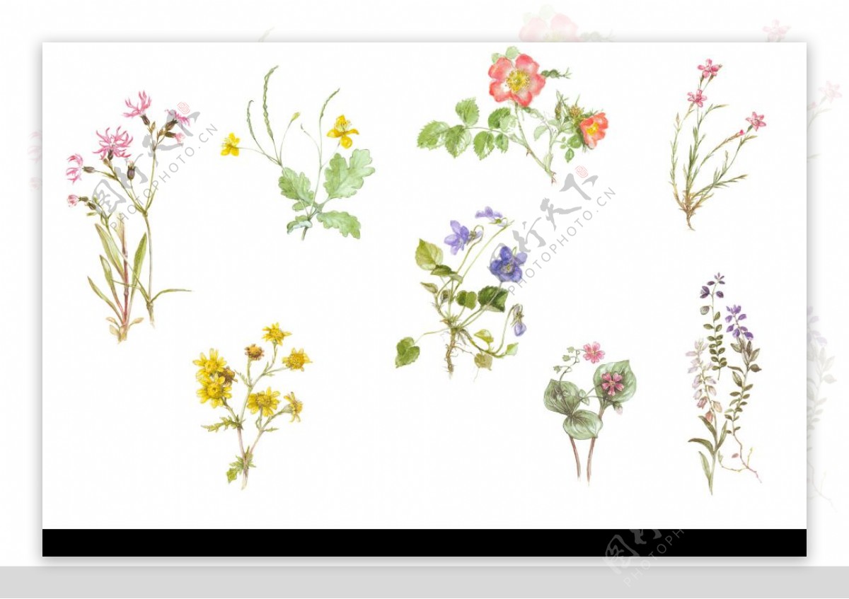 非常美丽实用的韩国小花图片