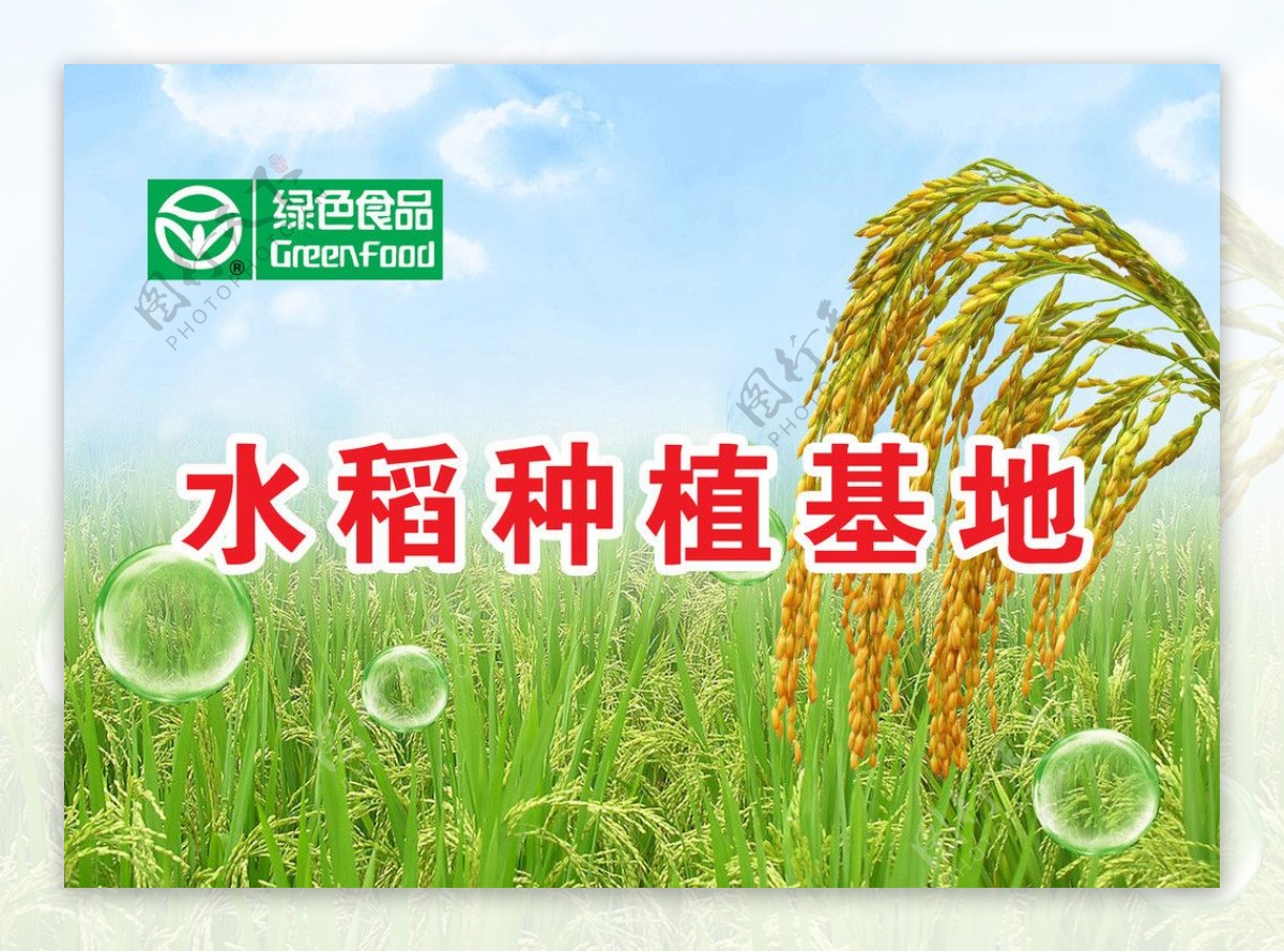 水稻基地海报图片