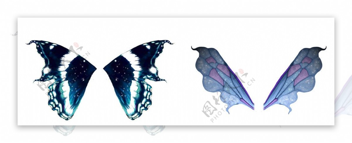 蝴蝶翅膀图片