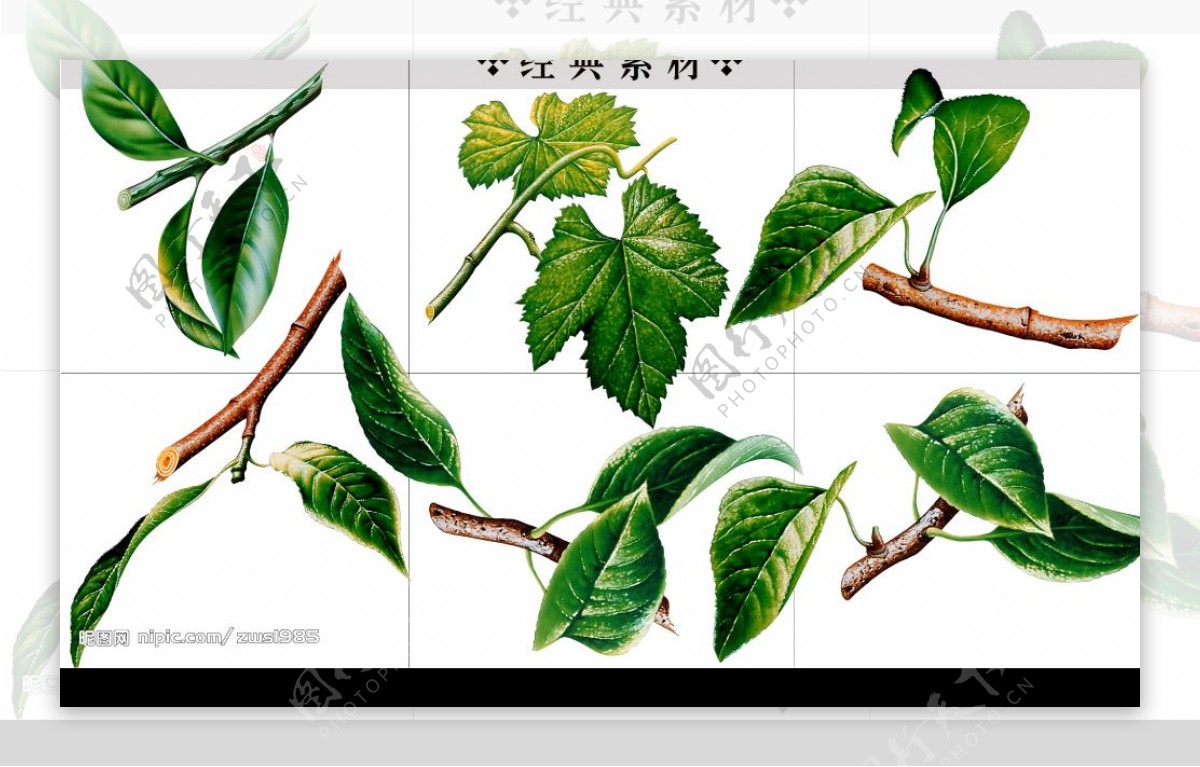 植物树枝树叶图片