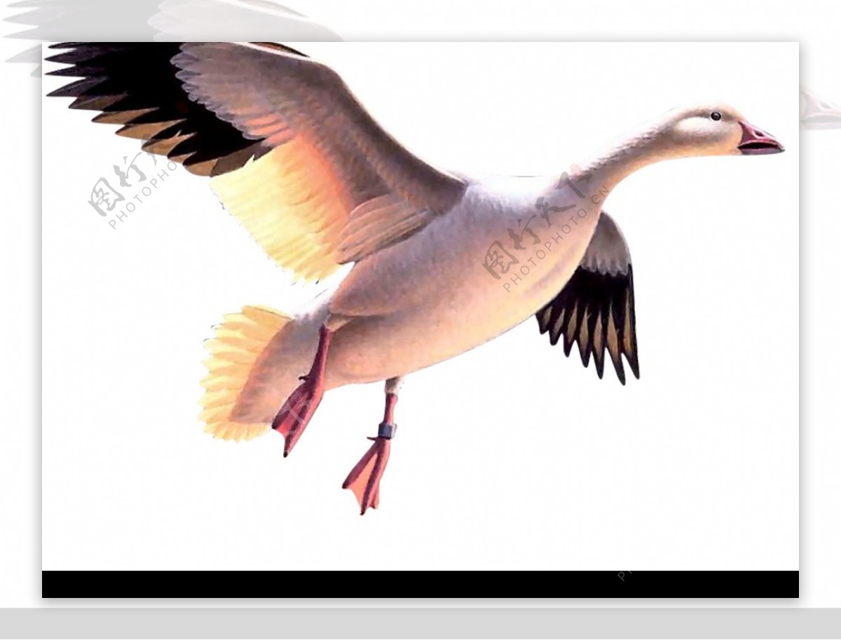 天空中飞翔的大雁高清图片 - 素材中国16素材网