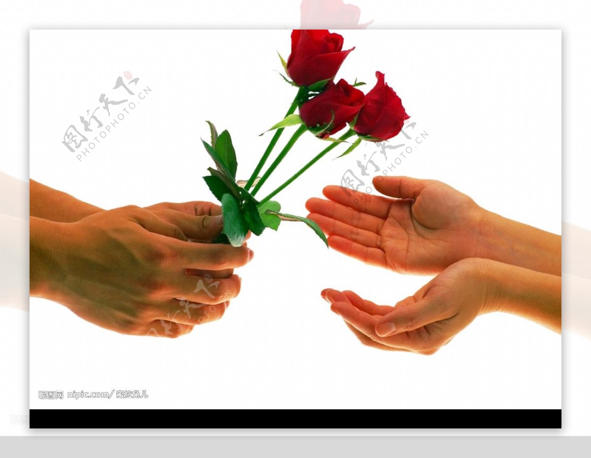 手与玫瑰图片