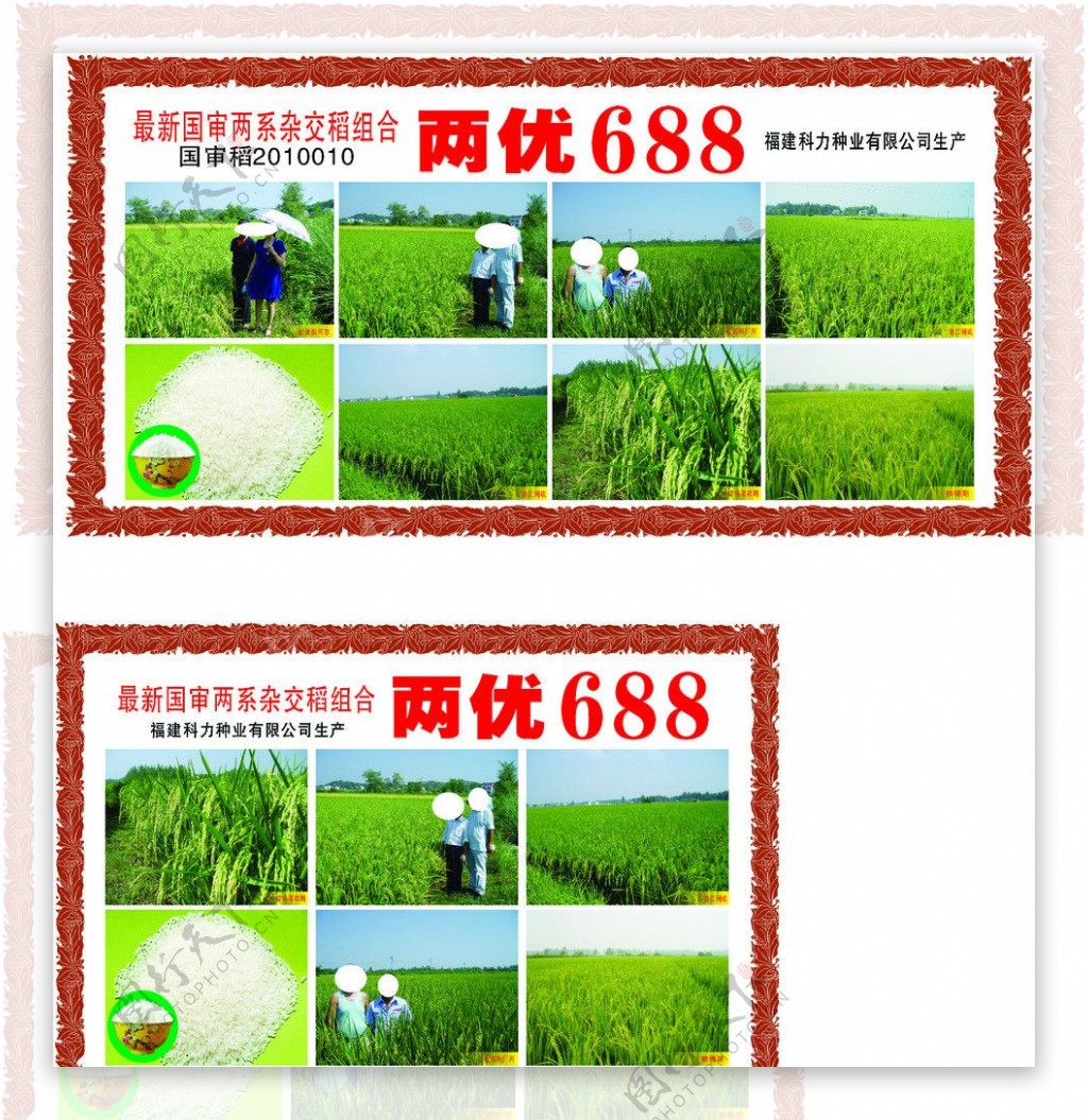 水稻宣传画图片