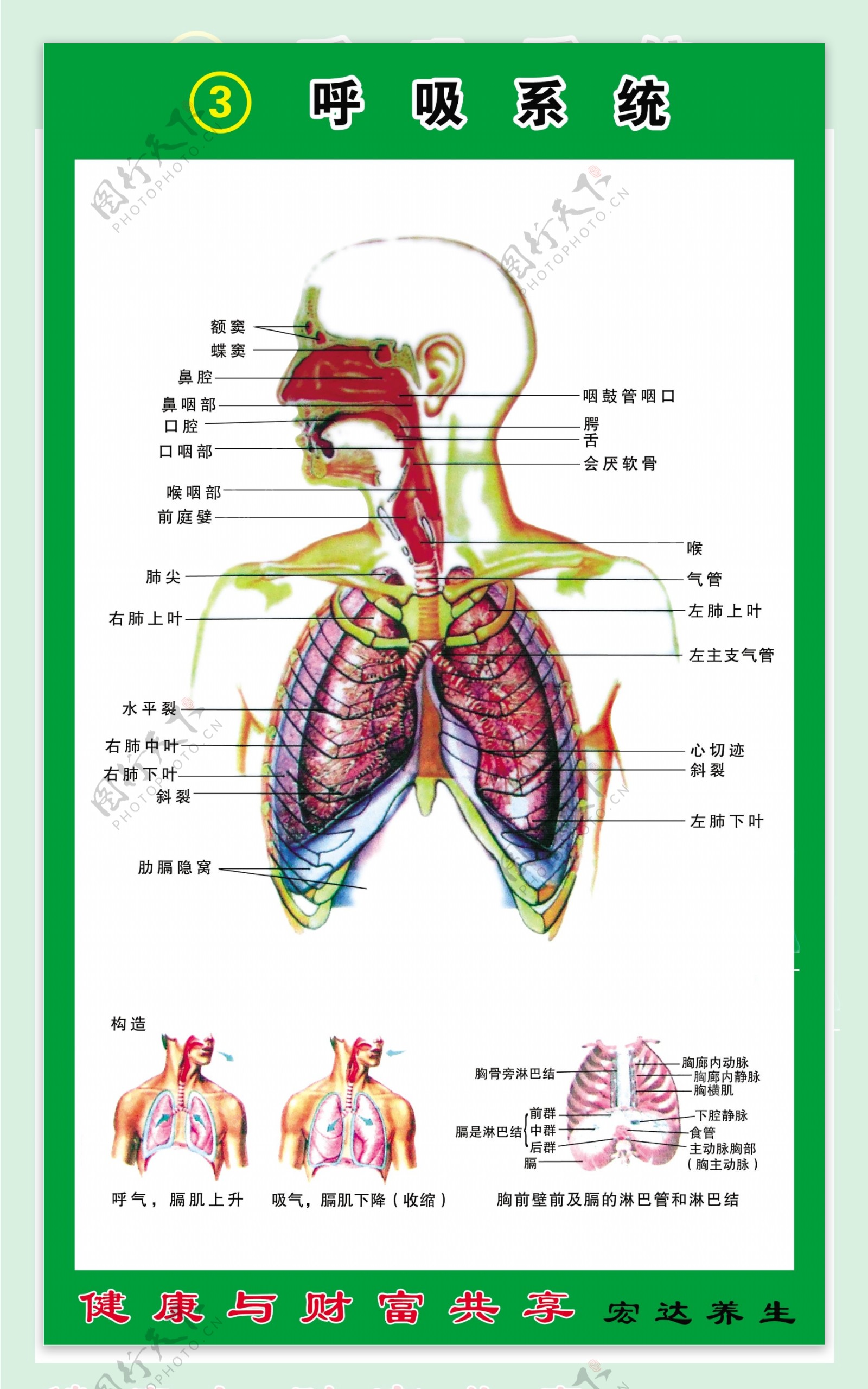 呼吸系统构造图图片