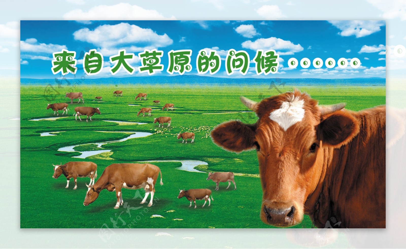 大草原上的牛图片