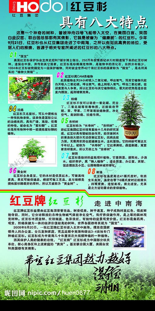 红豆杉图片