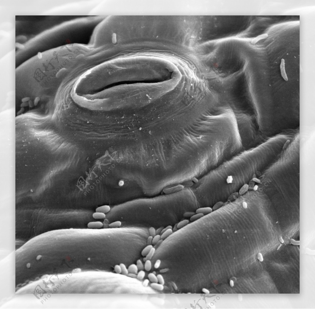 昆虫显微镜图片0074