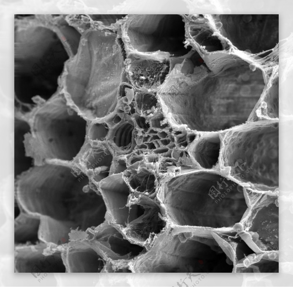 昆虫显微镜图片0076