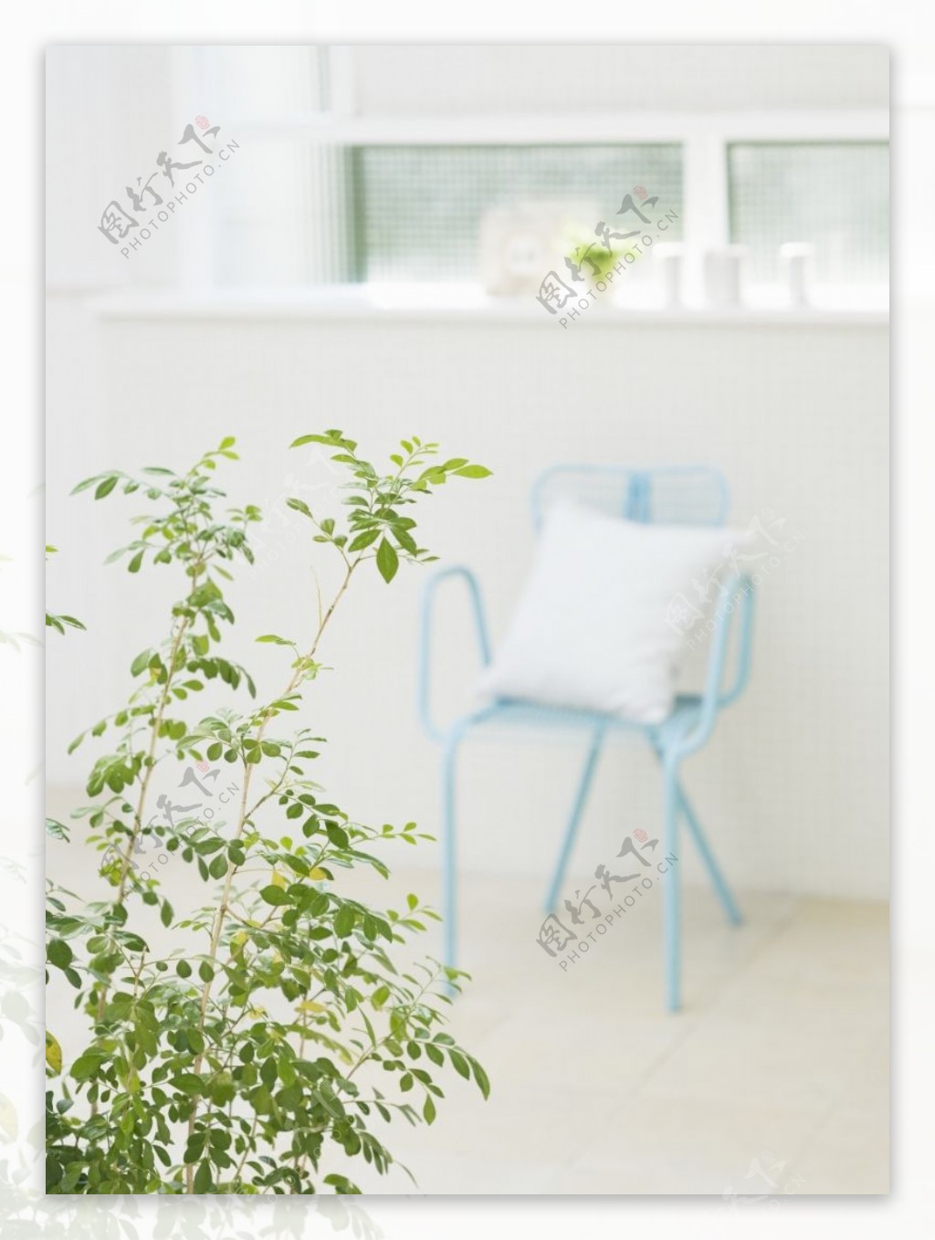 植物与空间0279