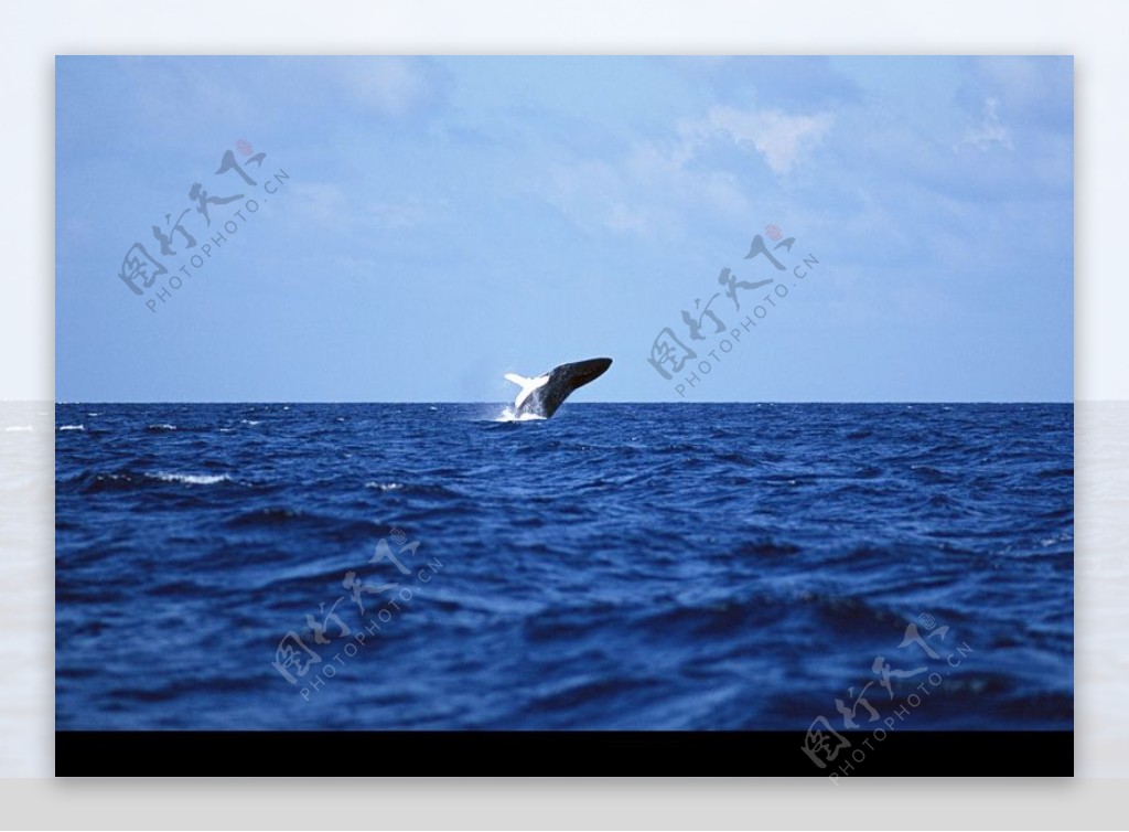 海豚鲸鱼企鹅0183