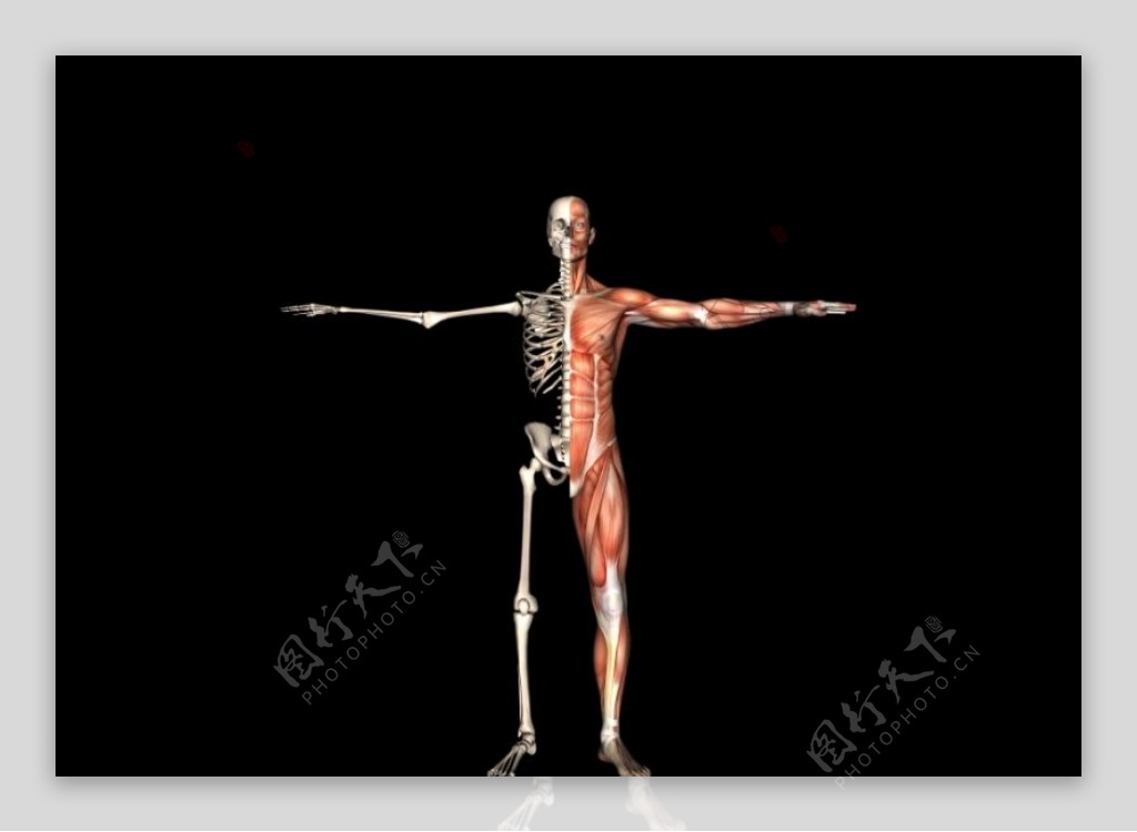 肌肉人体模型0120