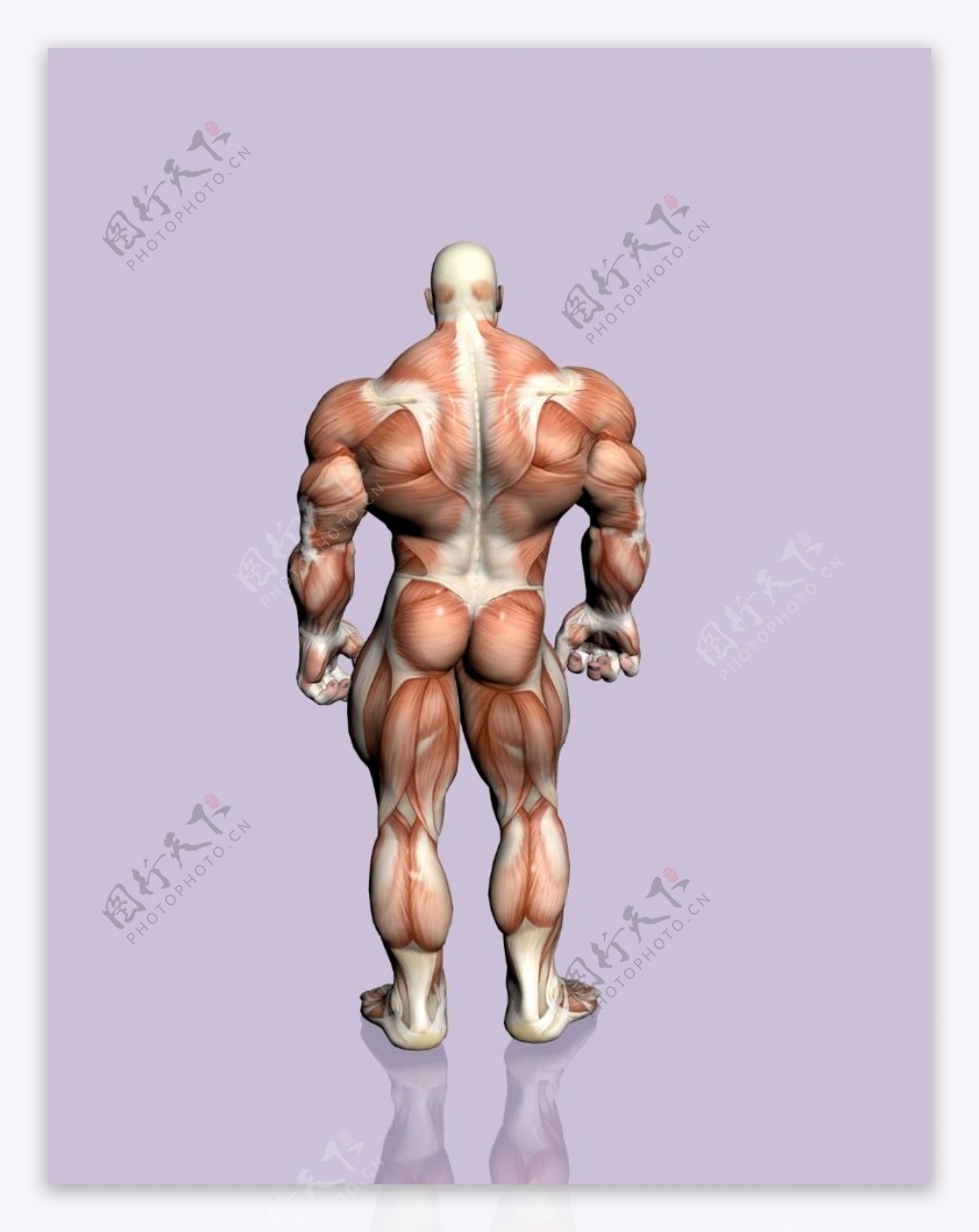 肌肉人体模型0138