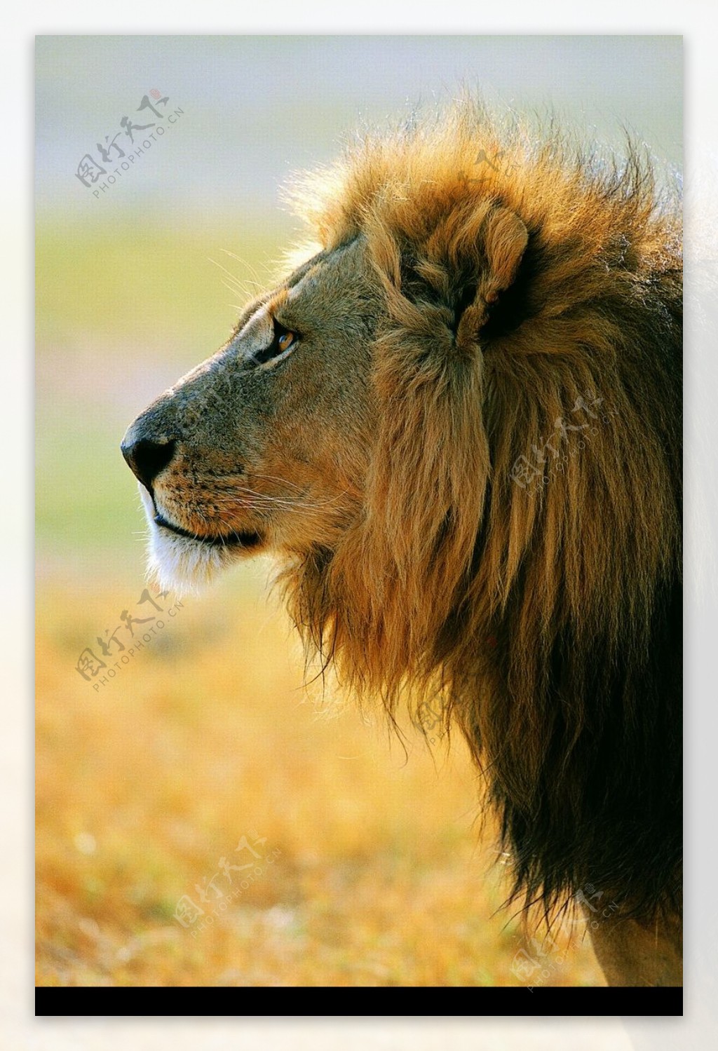 狮虎豹0195