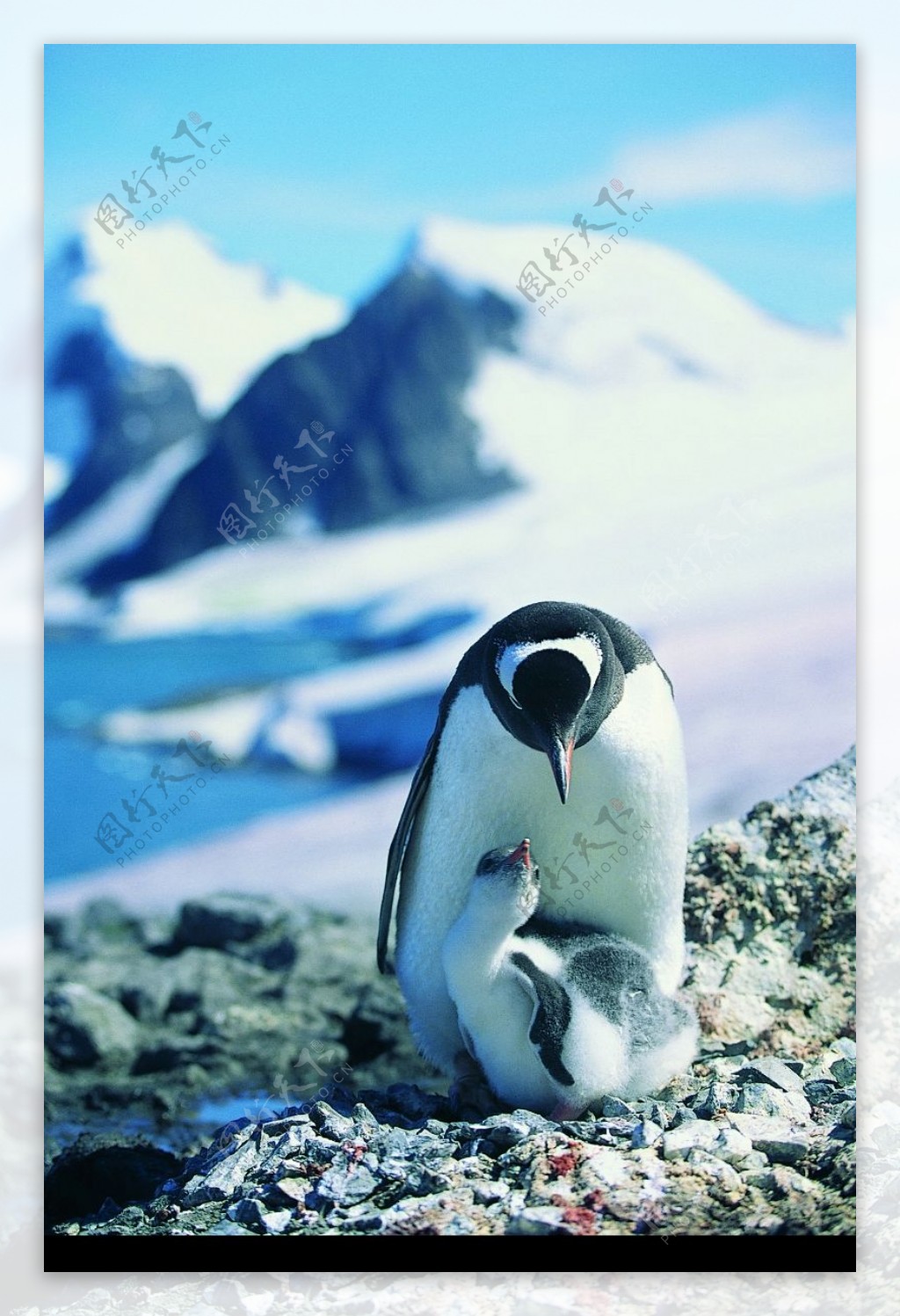 企鹅世界0159