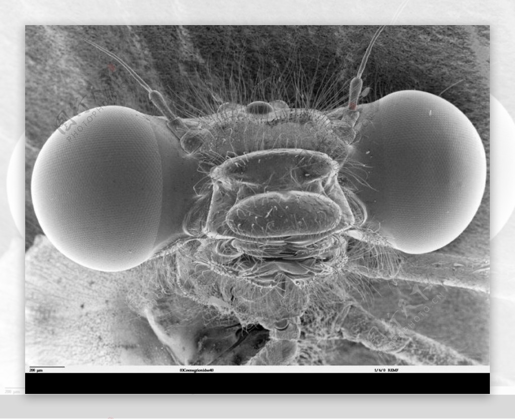 昆虫显微镜图片0001