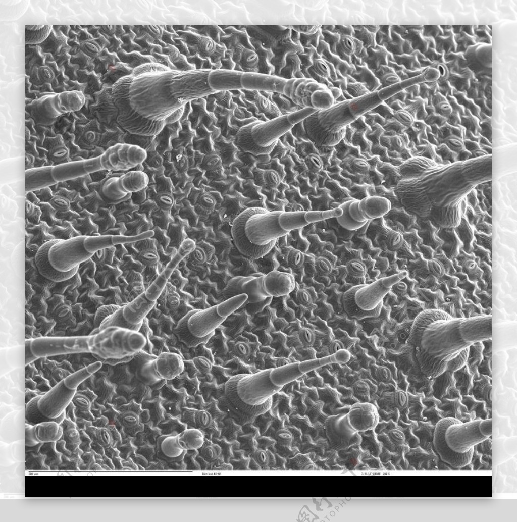 昆虫显微镜图片0058