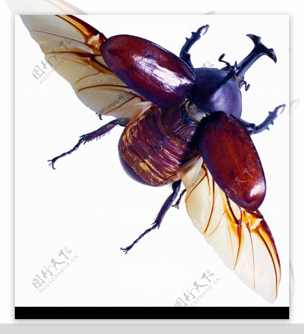 爬行昆虫图片素材-编号28902900-图行天下