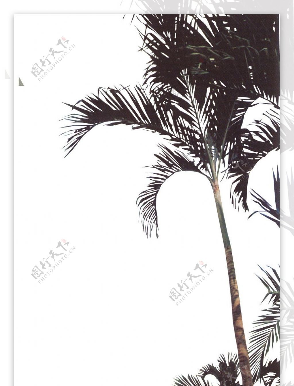 棕榈及椰树0013