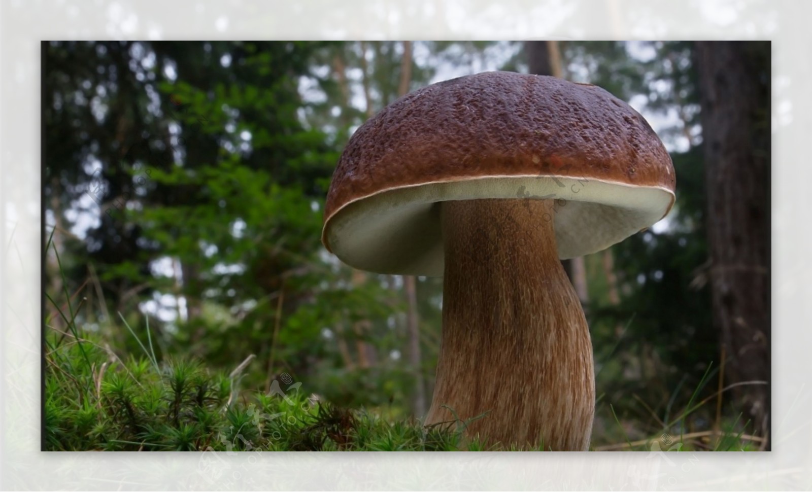 森林野生蘑菇