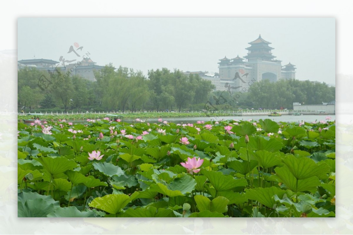 莲花池美景