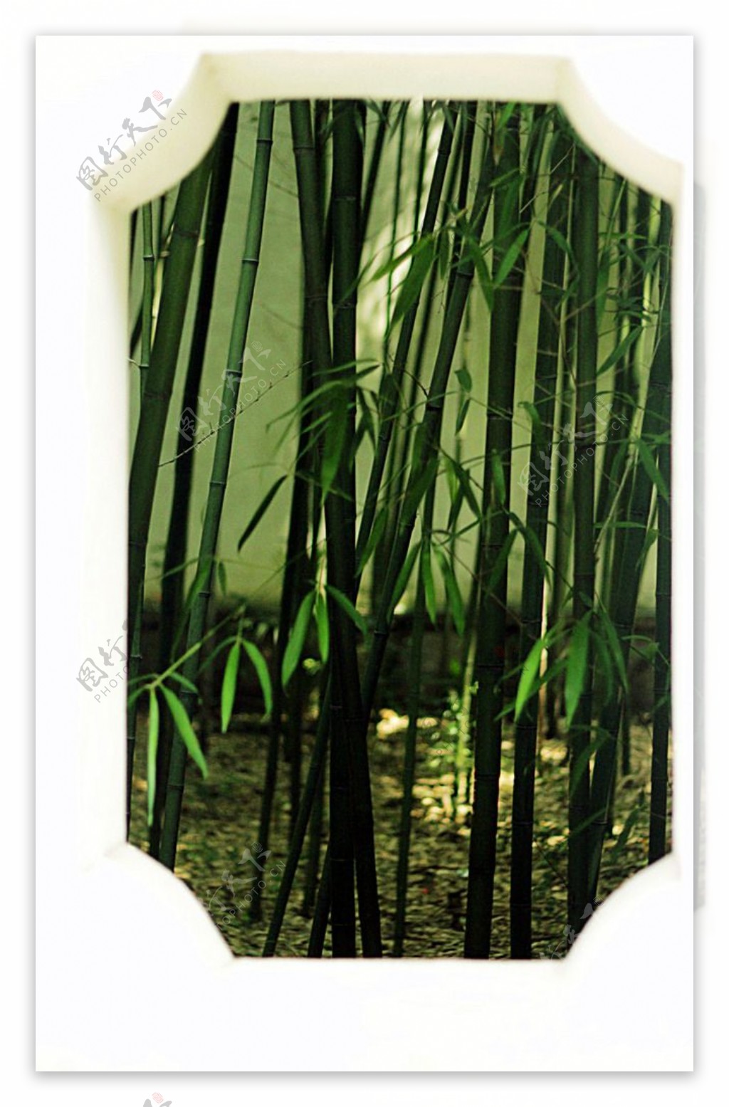 竹子框景