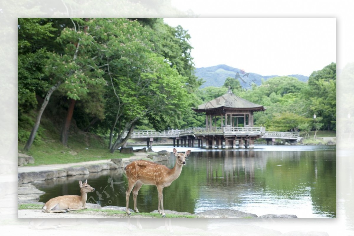 奈良市诺波里基酒店