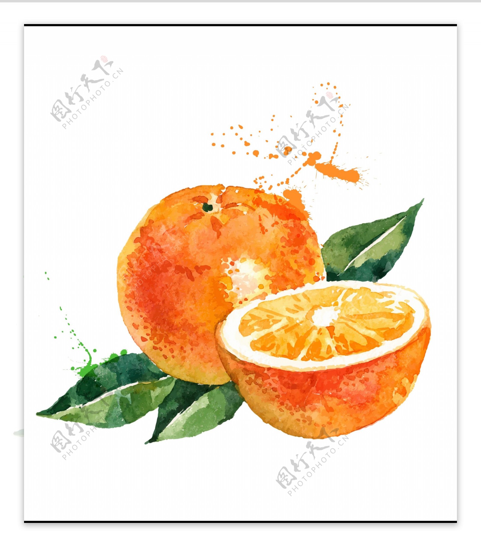 手绘水彩橙子桔子矢量插画