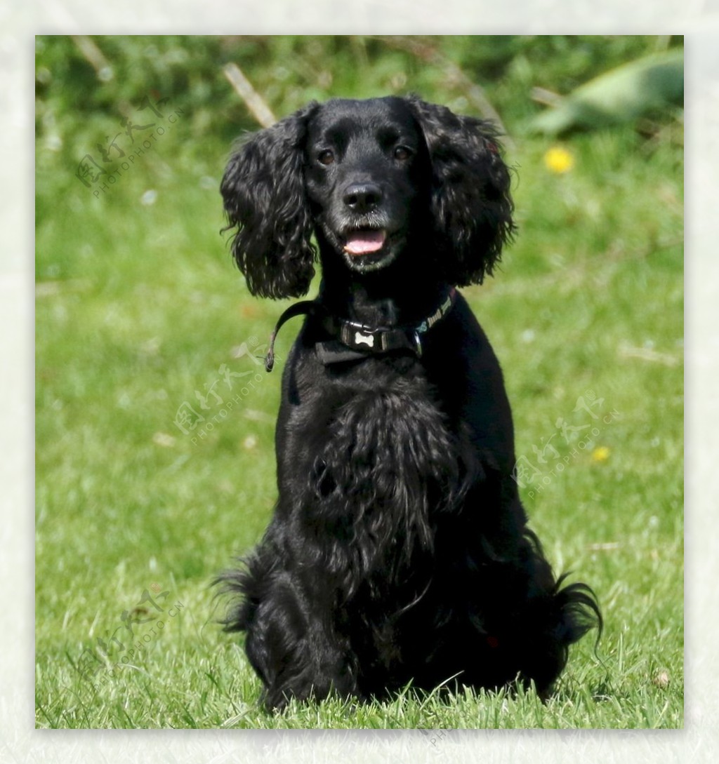 英国黑色可卡犬