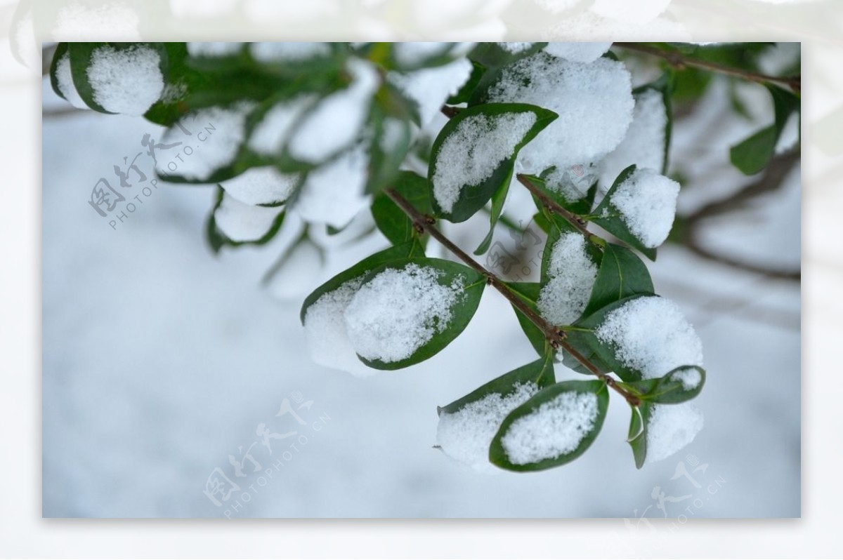 雪