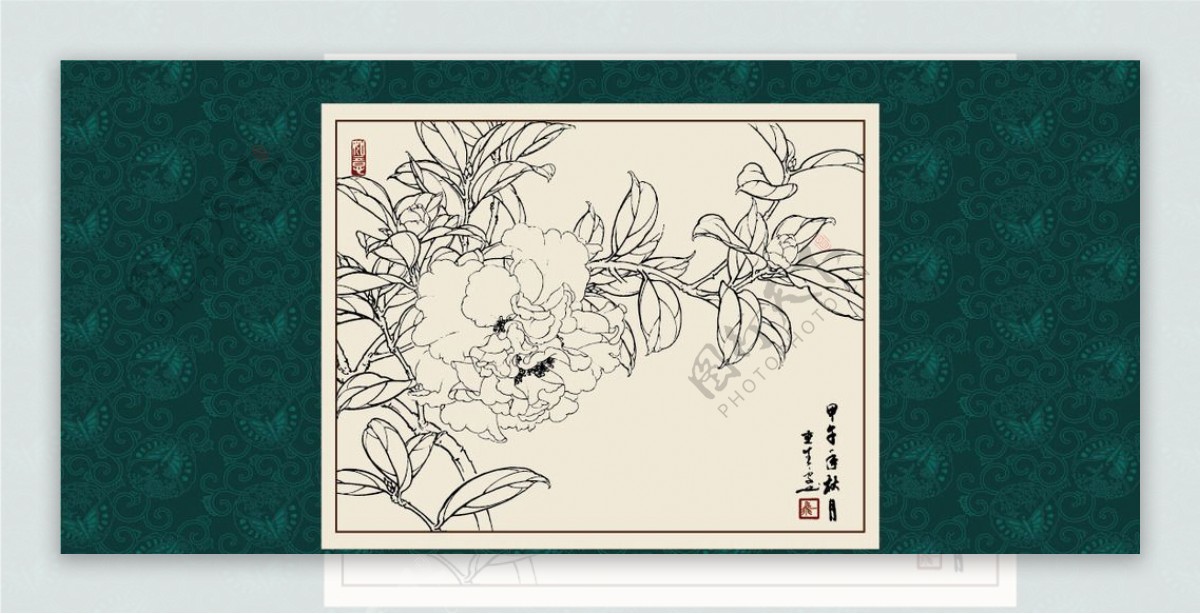 白描茶花