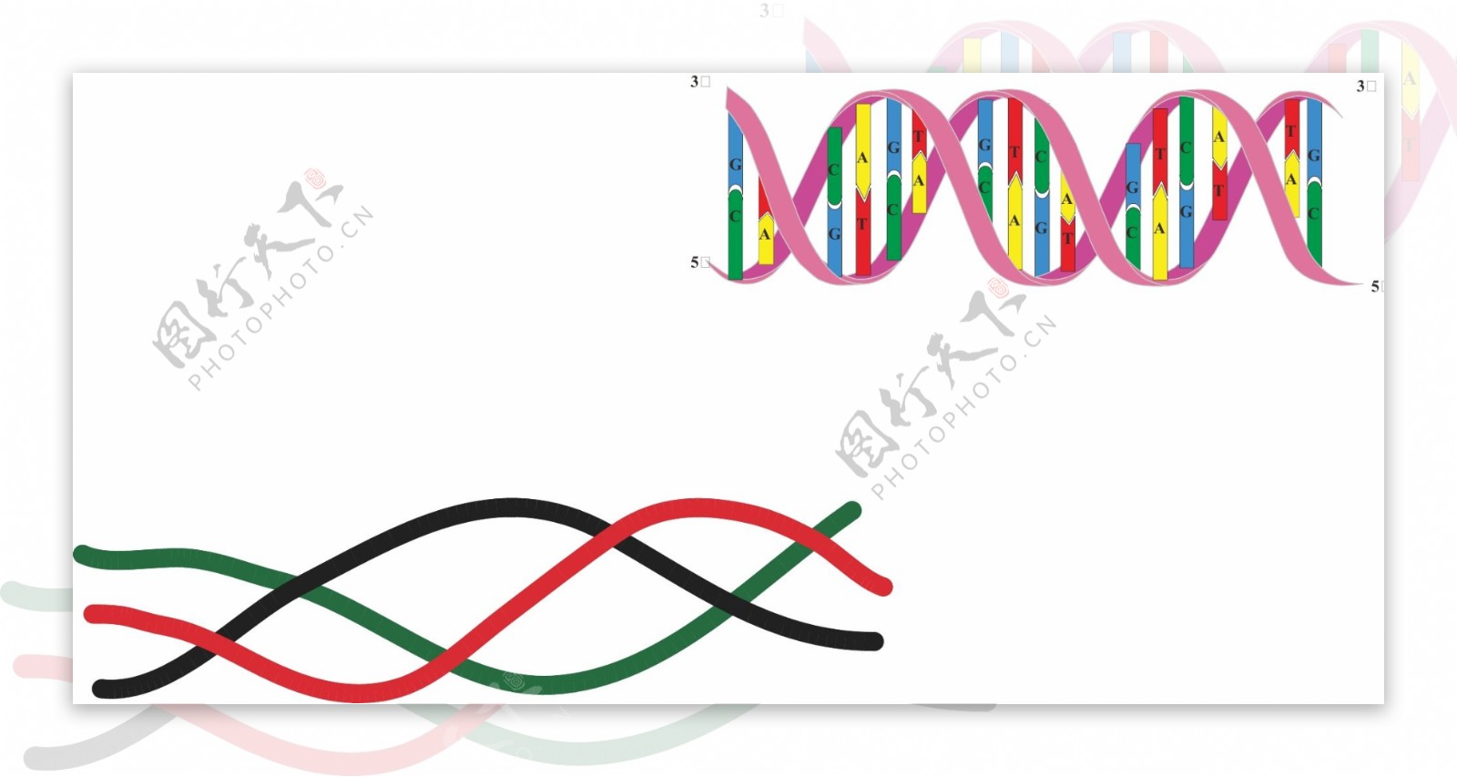 DNA双螺旋