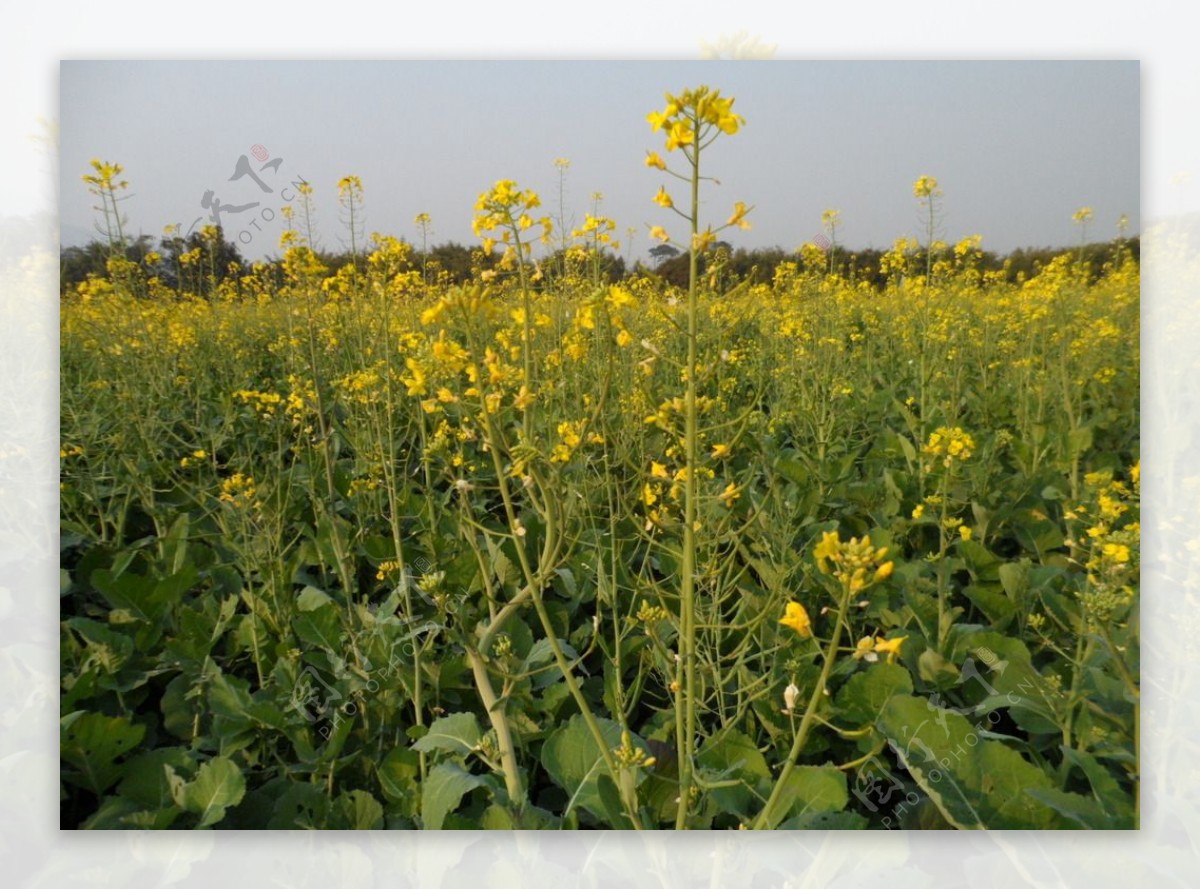 油菜花