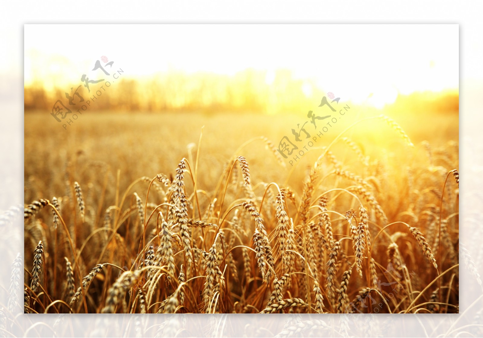 充满金色阳光的麦穗高清摄影素材