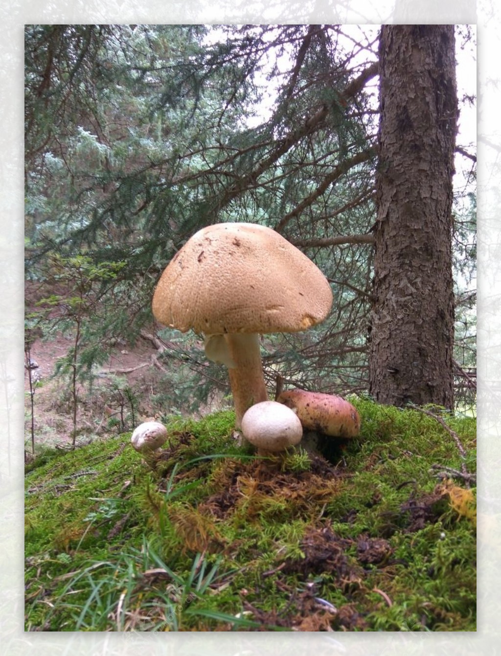 野生山蘑菇