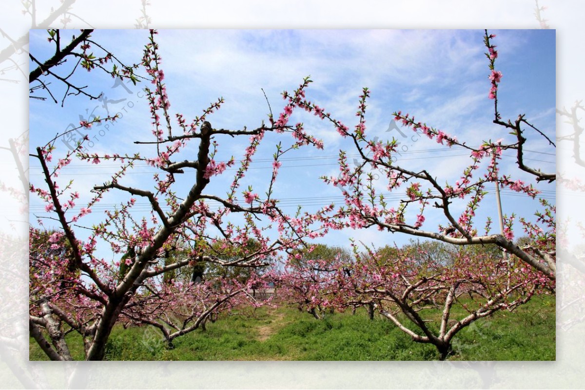 桃花岛