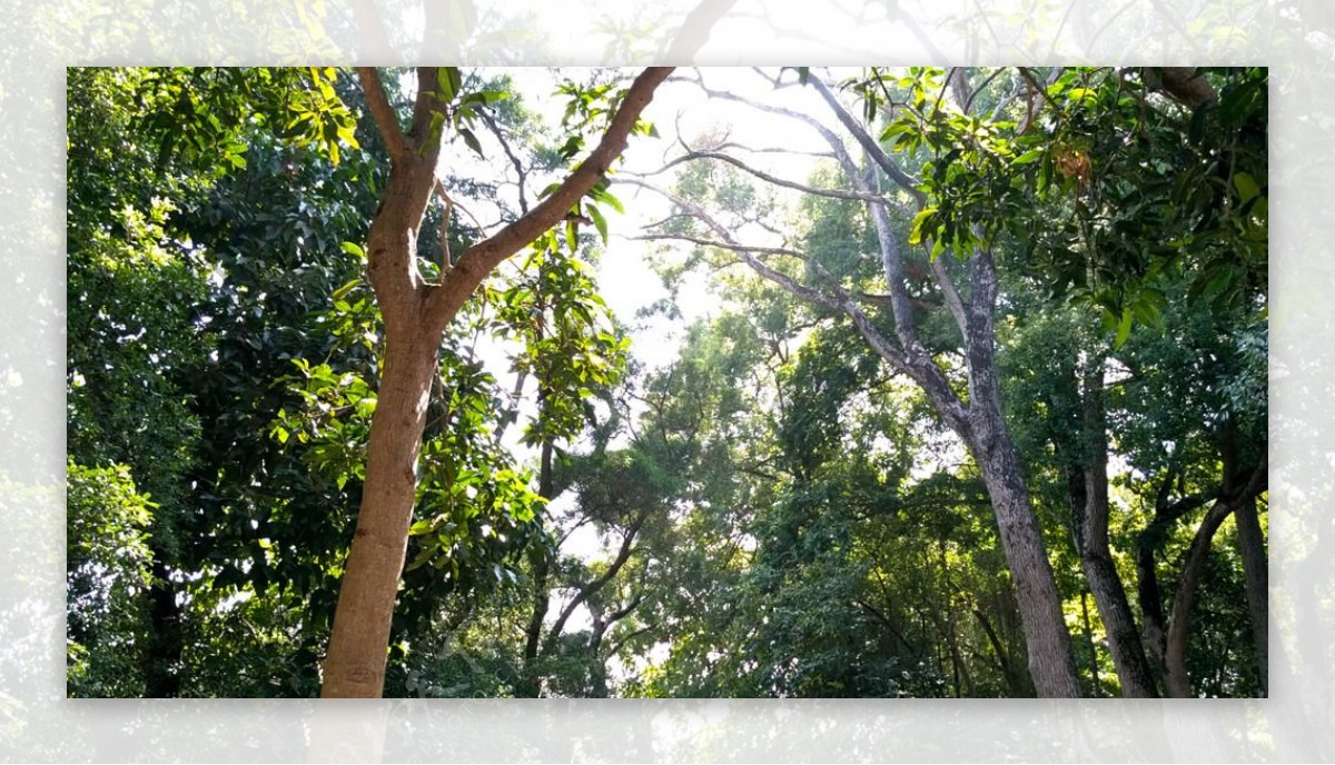艳阳下的树林树杆视频