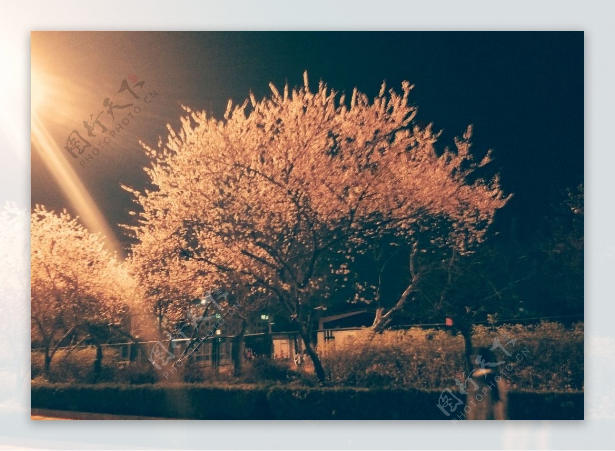 夜晚的樱花树