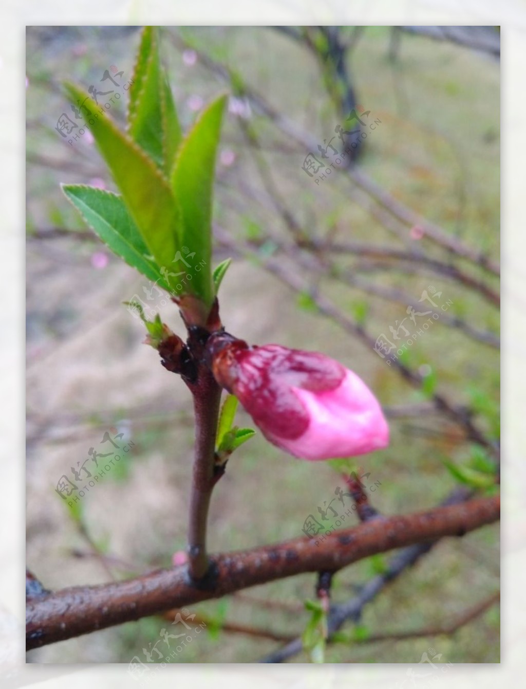 桃花花苞