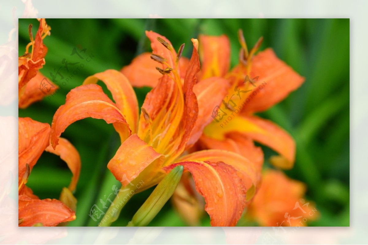 雨露萱草花