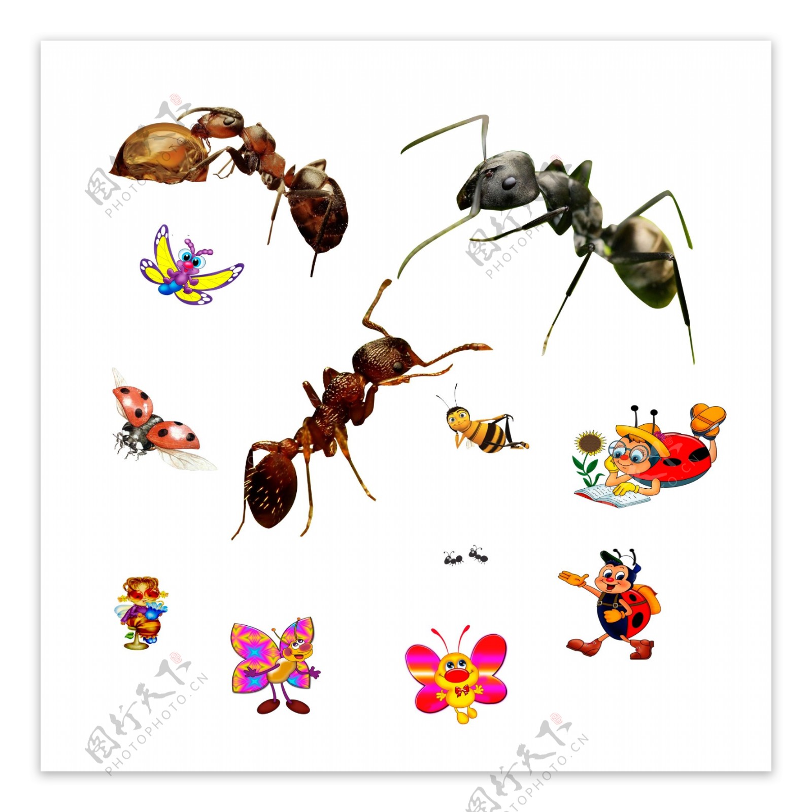 蚂蚁卡通七星瓢虫