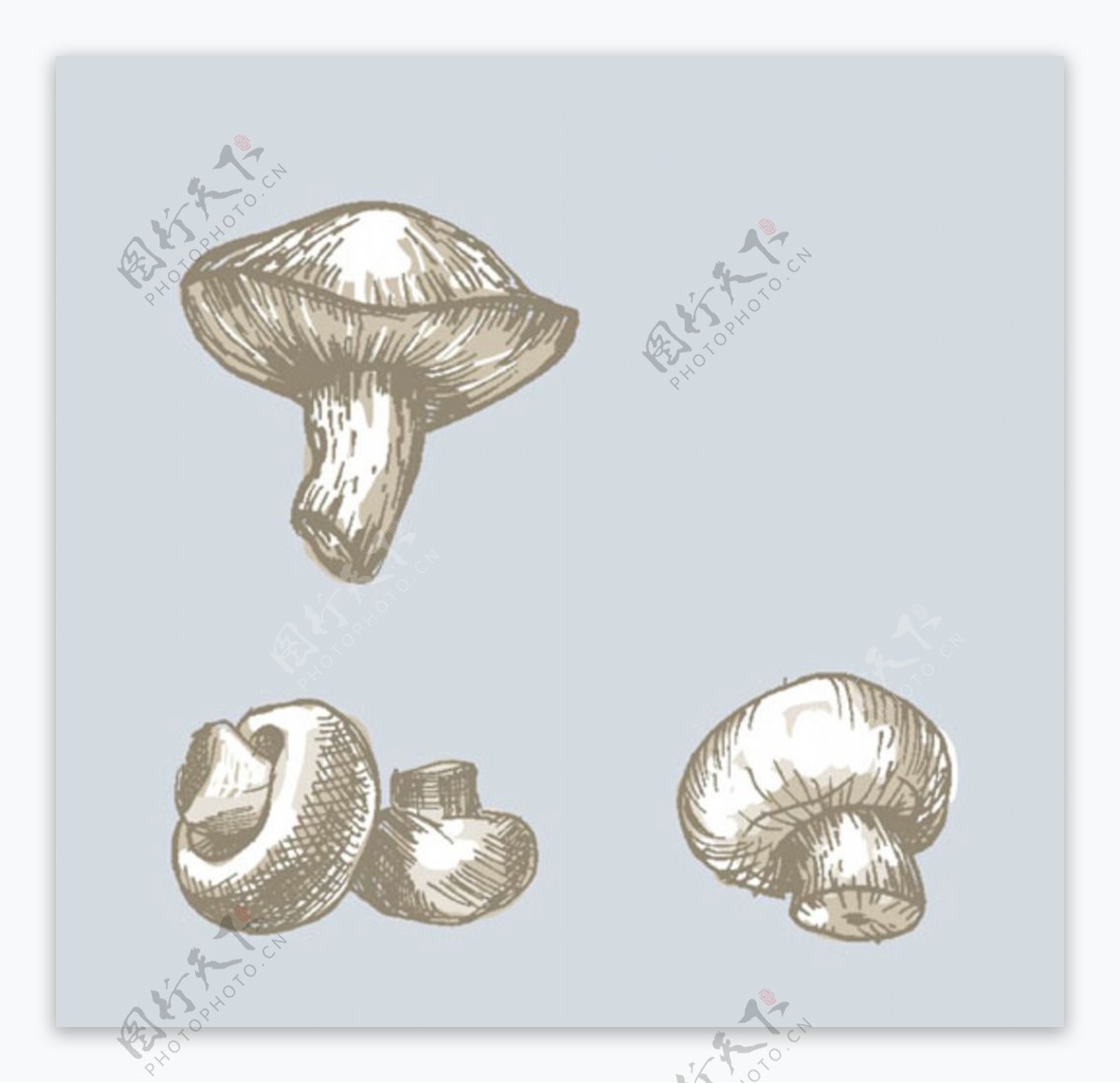 手绘蘑菇插图
