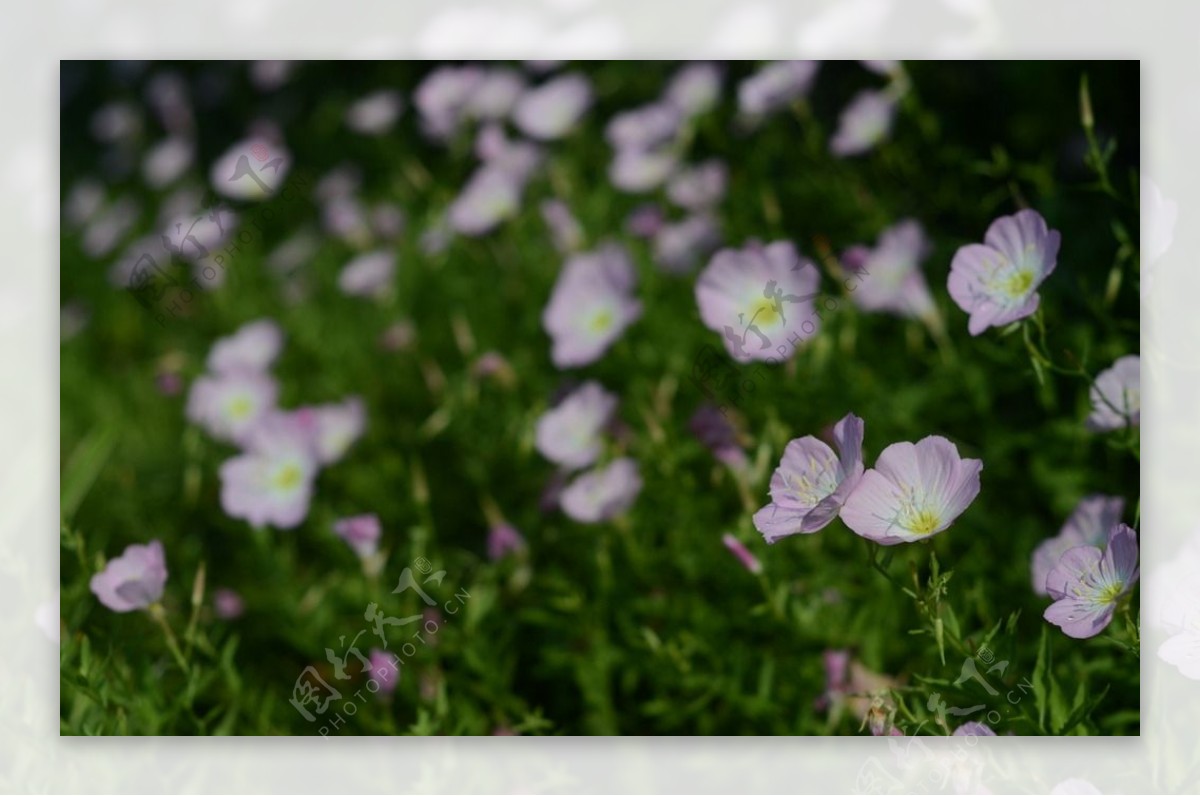 花菱草