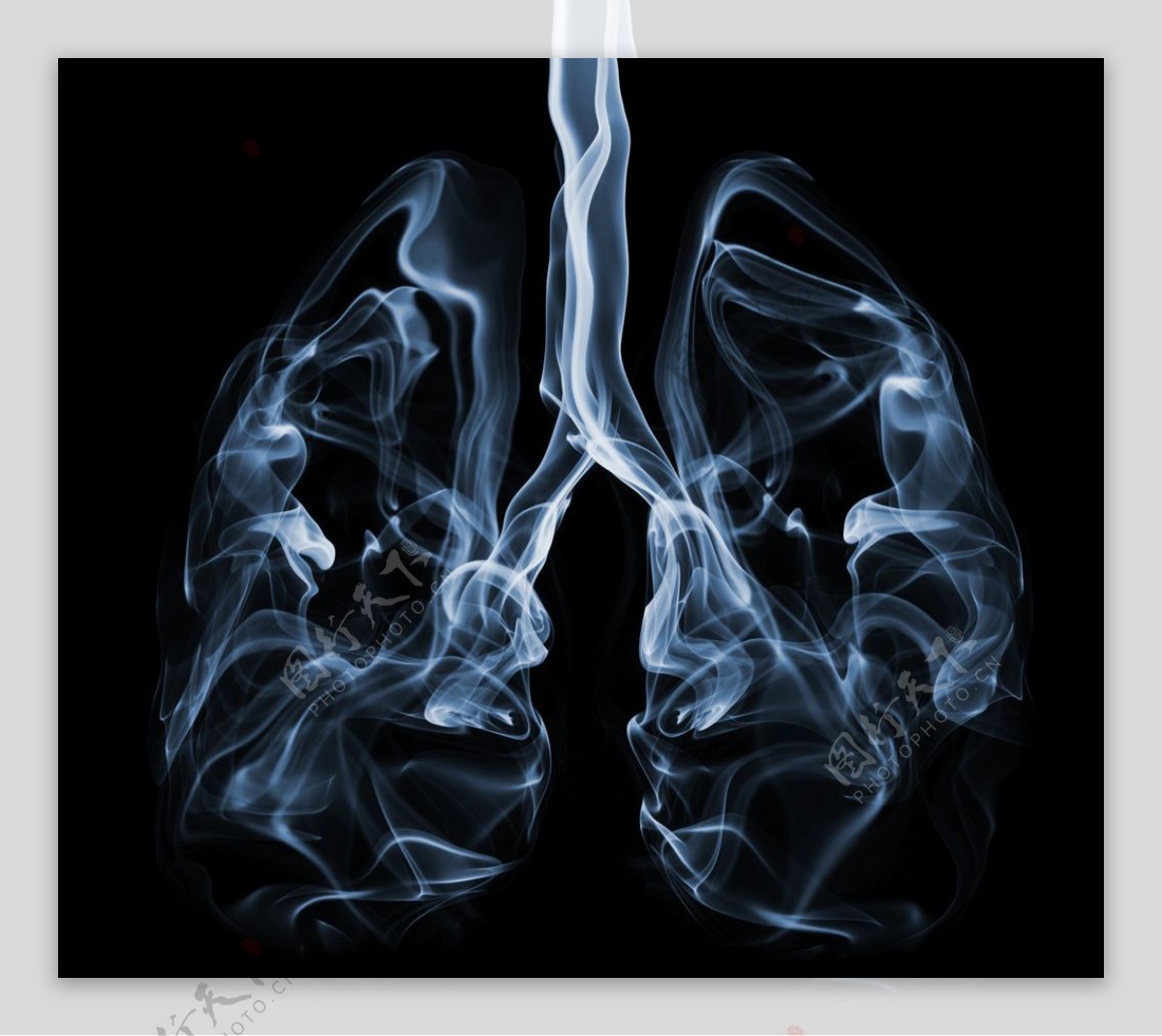 人体肺脏