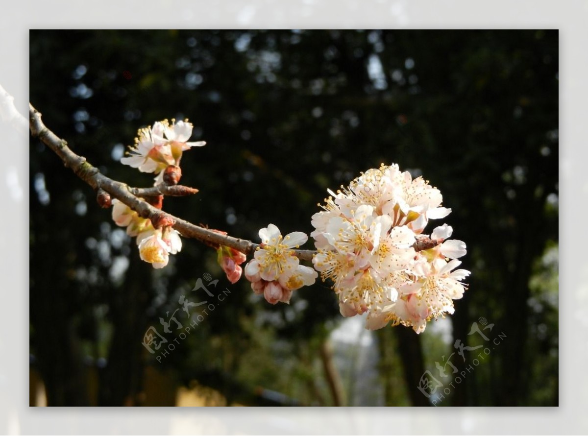 樱桃花