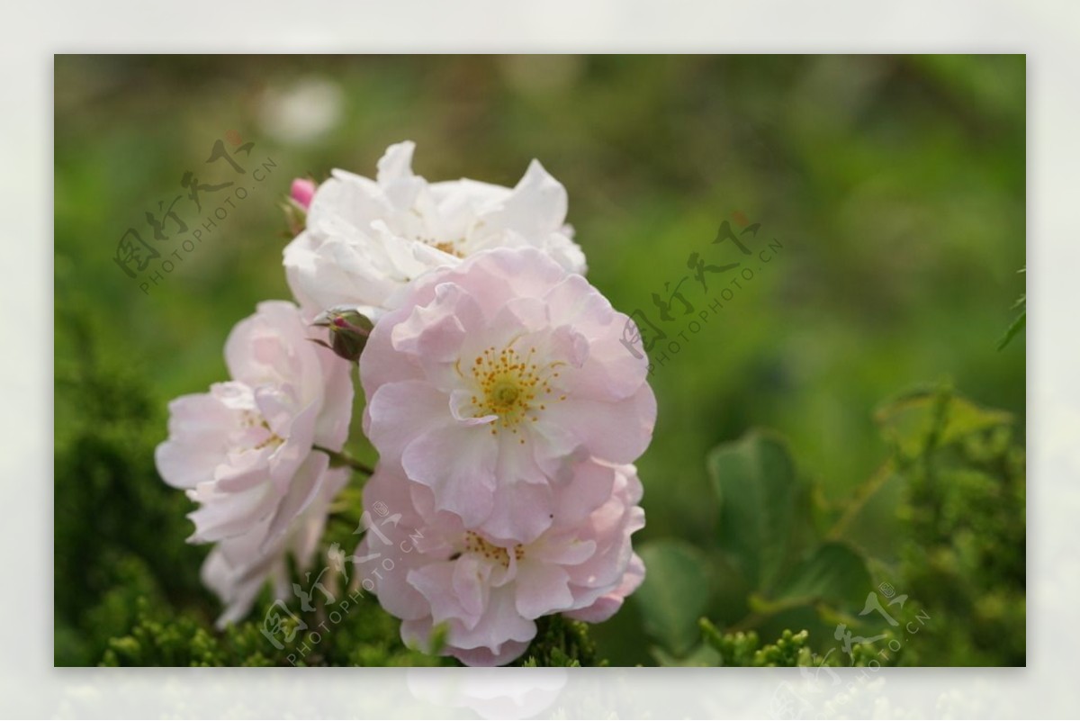 高清花卉粉色蔷薇