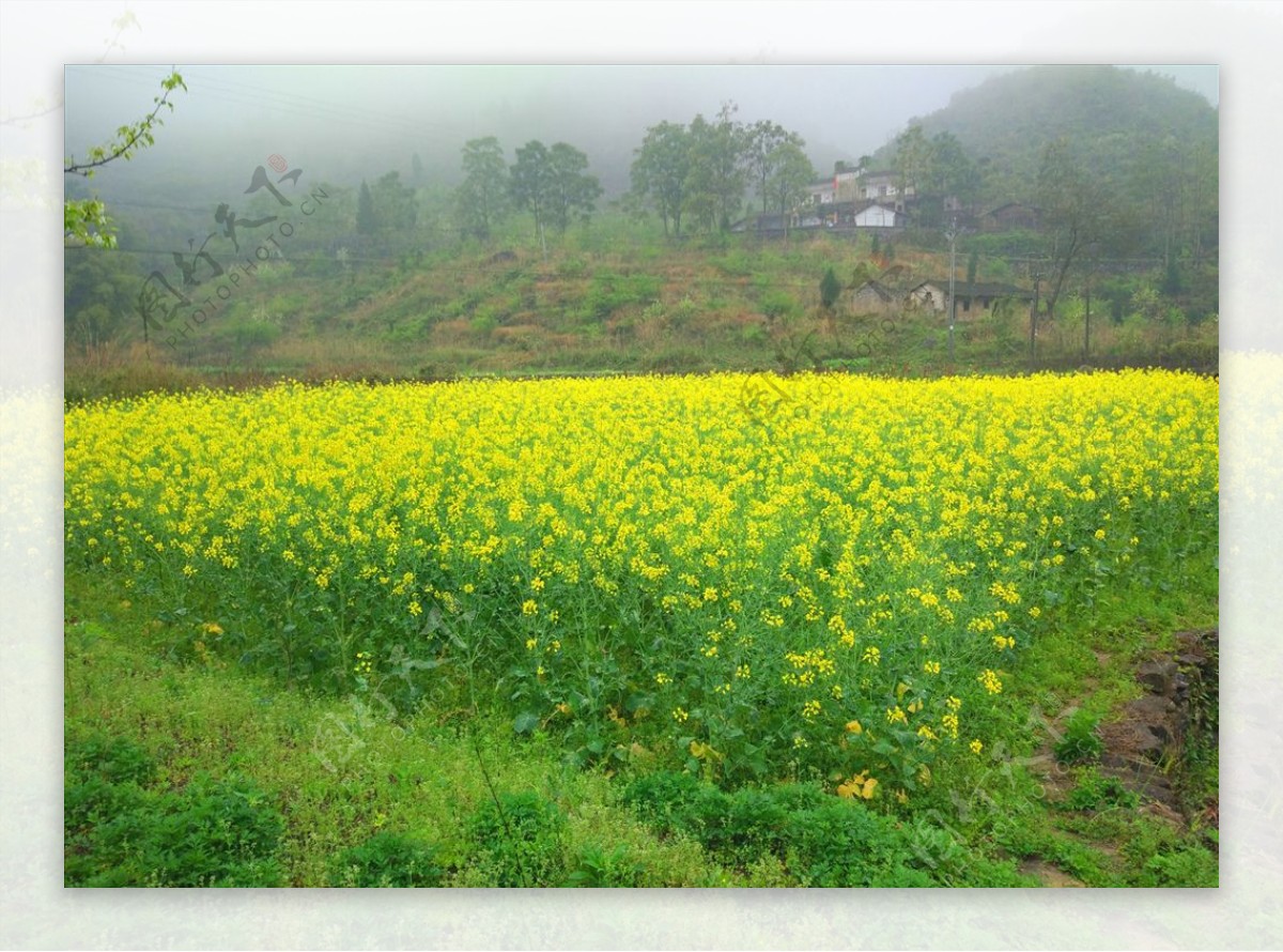 油菜花