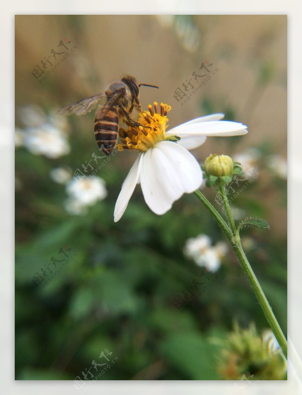 小野菊蜂蜜