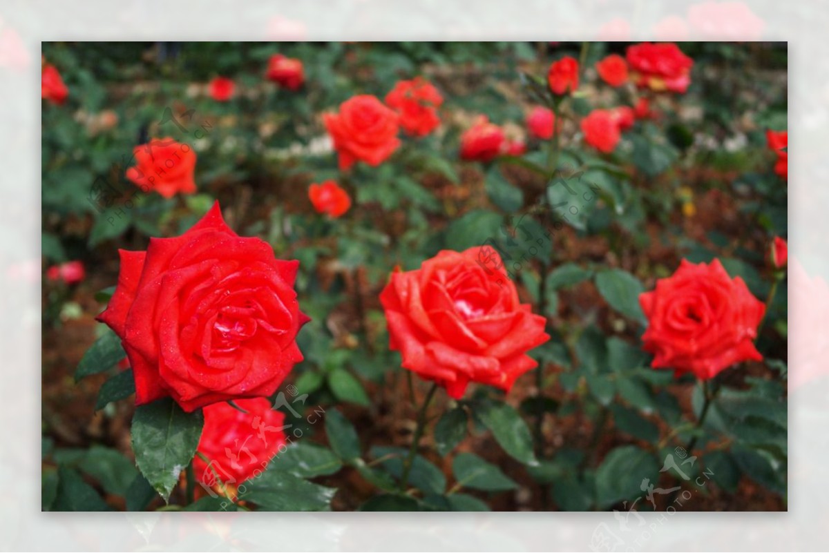 红玫瑰花园