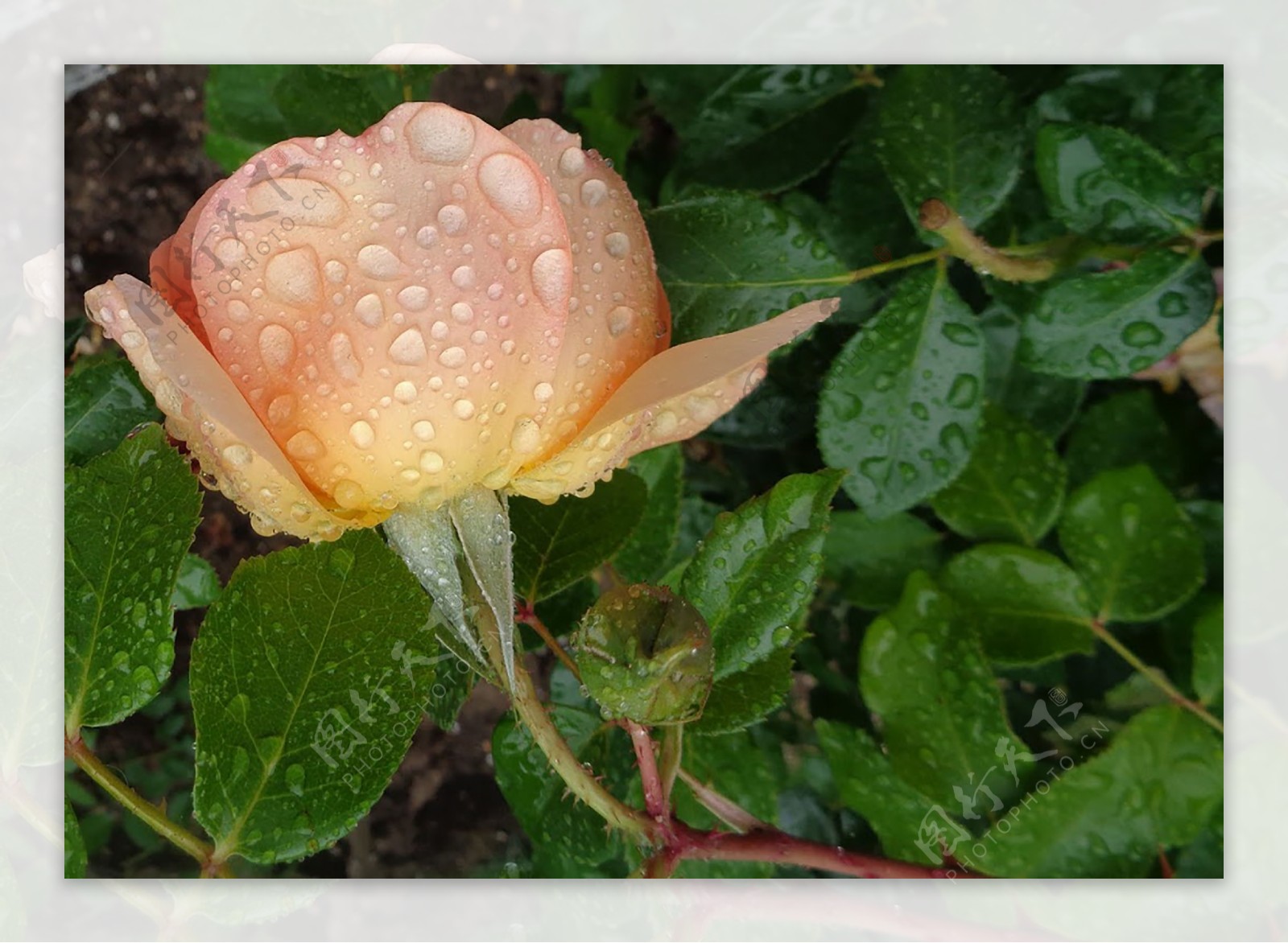 雨后粉色玫瑰花